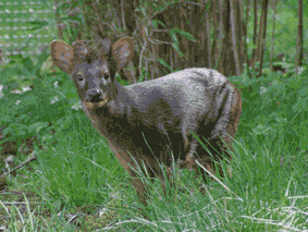 Northern Pudu Deer - pudu mephistopheles