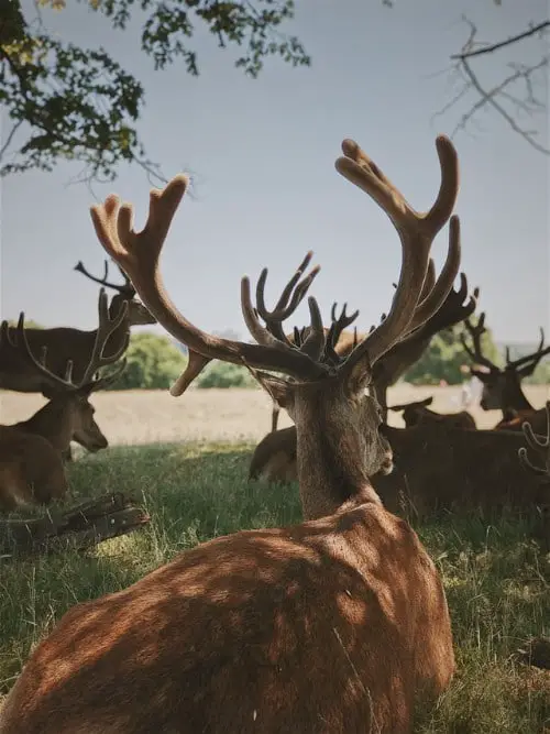 A Bachelor Group of Male Deer Before Velvet Shedding Occurs