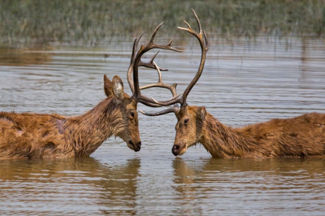 Barasingha Deer Rutting - Swamp Deer