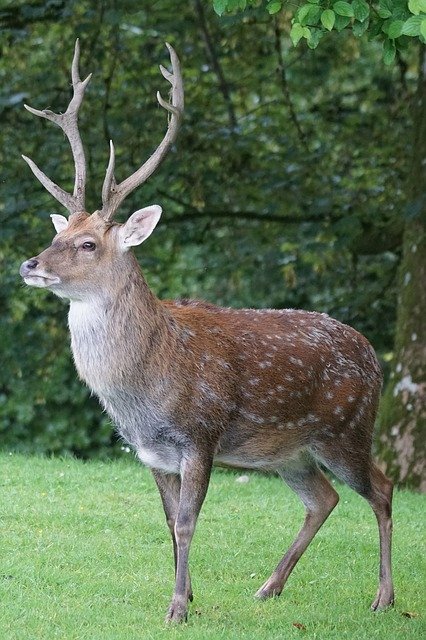 Cervus Nippon - Sika Deer