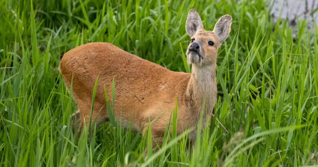 Chinese Water Deer in the bushes