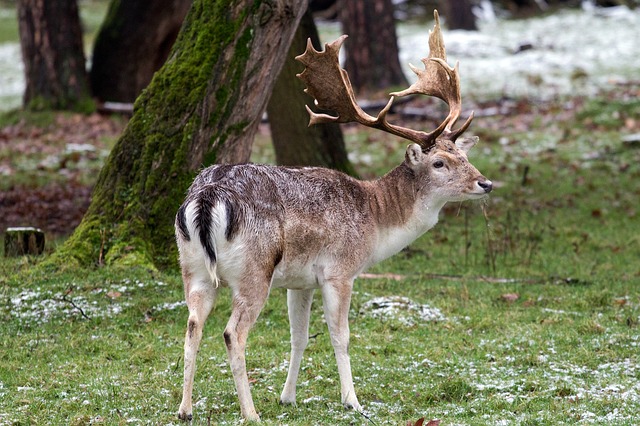 The Fallow Deer (Dama Dama)