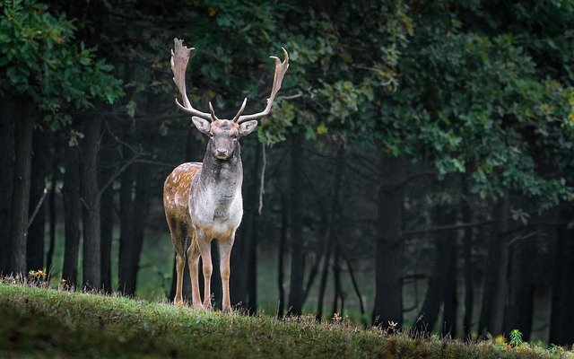 Dama Dama - Fallow Deer Stag