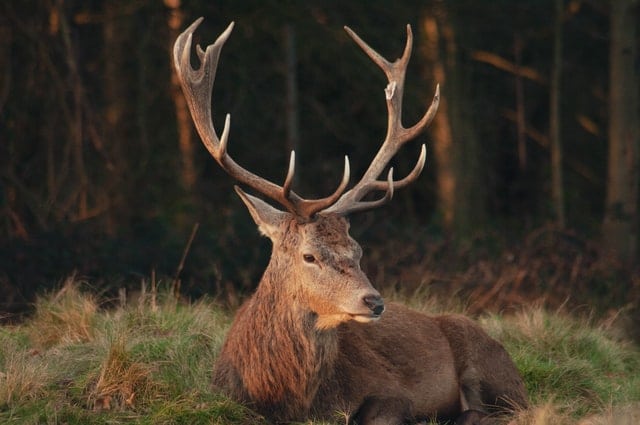 Do Deer Antlers Get Bigger Each Year Answered World Deer