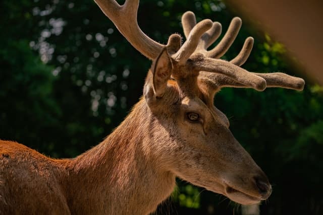 Deer Antler Velvet