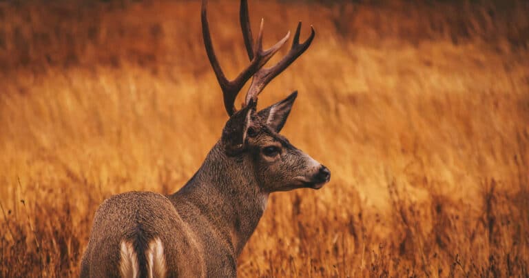 deer-antlers-facts-about-antlers-the-deer-that-grow-them