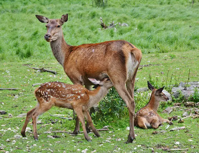 Deer Birth Locations - Where Deer Like to Give Birth to Fawns