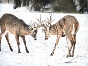 Deer Velvet Shedding (why it happens, what it's like) - World Deer