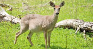 Deer Gestation Period