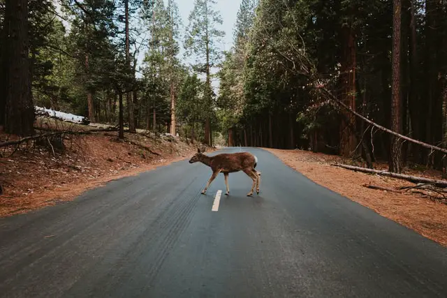 Deer in Street - Why Do Deer Sometimes Run Into Cars?