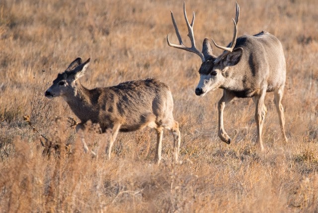 Deer Mating