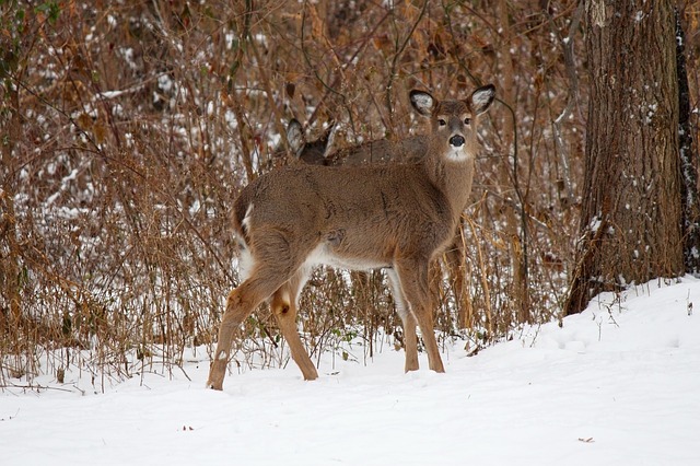 What is Deer Vision Like? Do They Not See Cars Well?