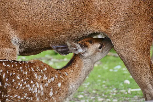 Deer with Fawn
