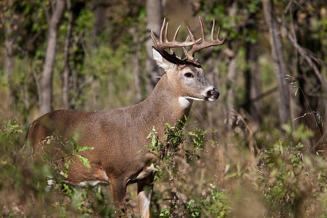 Diet of White Tailed Deer