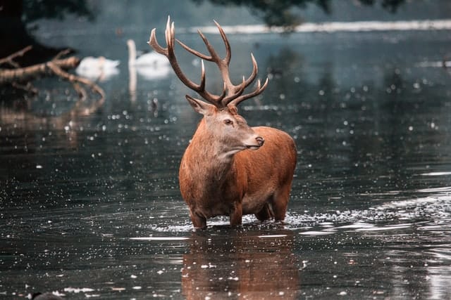 Do Deer Antlers Get Bigger Every Year