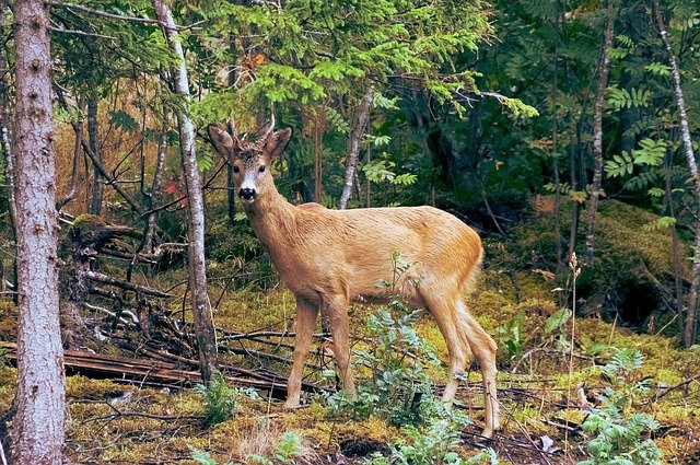 Do Deer Bed Down When it Rains?