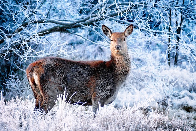 Doe Carrying Young to Term Over the Winter