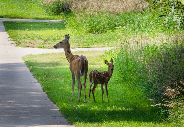 Doe with Fawn