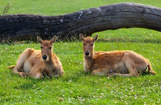 Elaphurus davidianus - Pere David's Deer