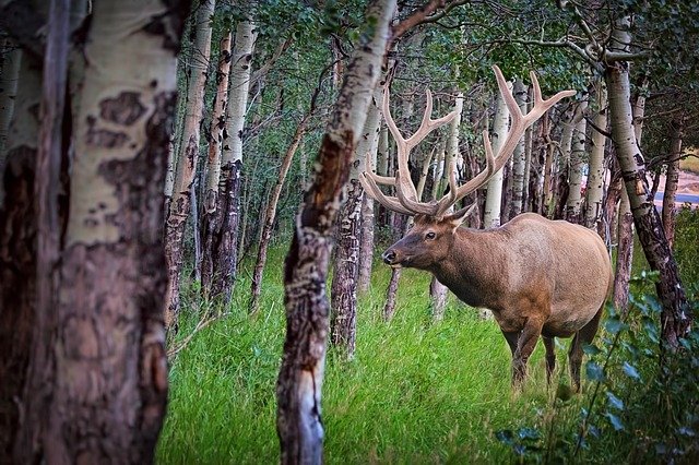 Elk Habitat