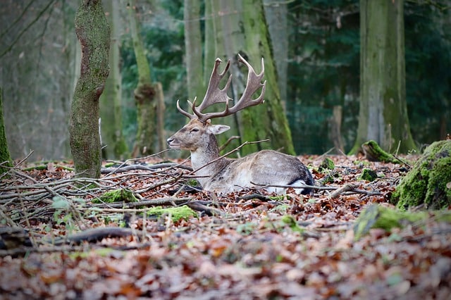 Fallow Deer Habitat