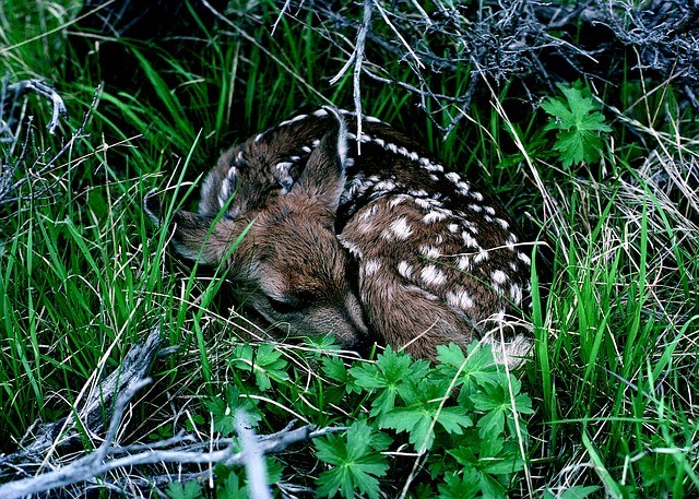 Fawn Hiding in Cover After Being Born