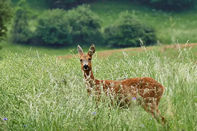 Female Deer in Meadow with Good Cover for Birth of Fawn