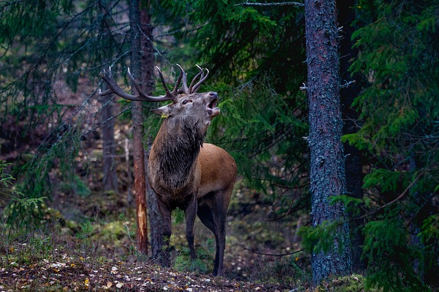 Finding Deer in the Rain