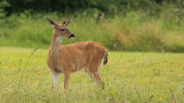 Gestation in Deer