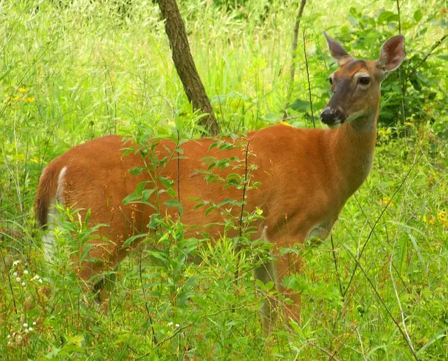 Gestation Period of Deer