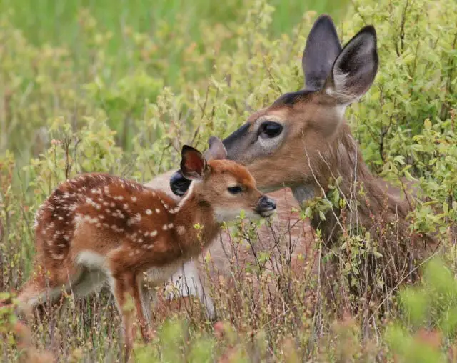 How Deer Give Birth