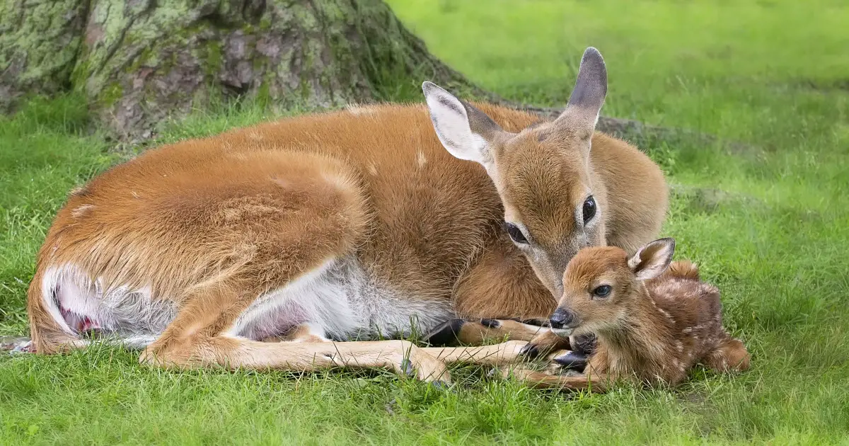 Pregnant Deer Giving Birth