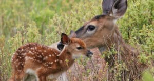 How Long do Fawns Stay with Their Mother