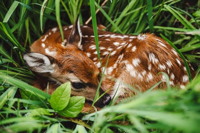 How Long Fawns Stay with Their Mother