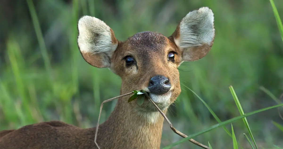 Indian Hog Deer Facts & Information | Cervus Porcinus - World Deer