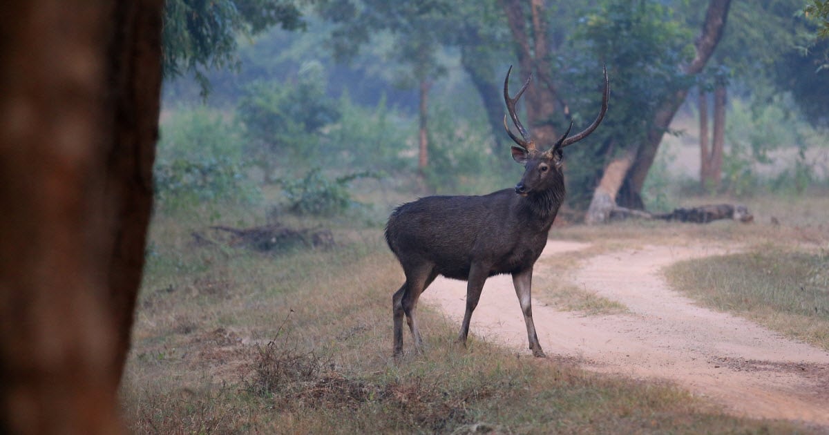Indian Sambar Deer Information, Facts & History - World Deer