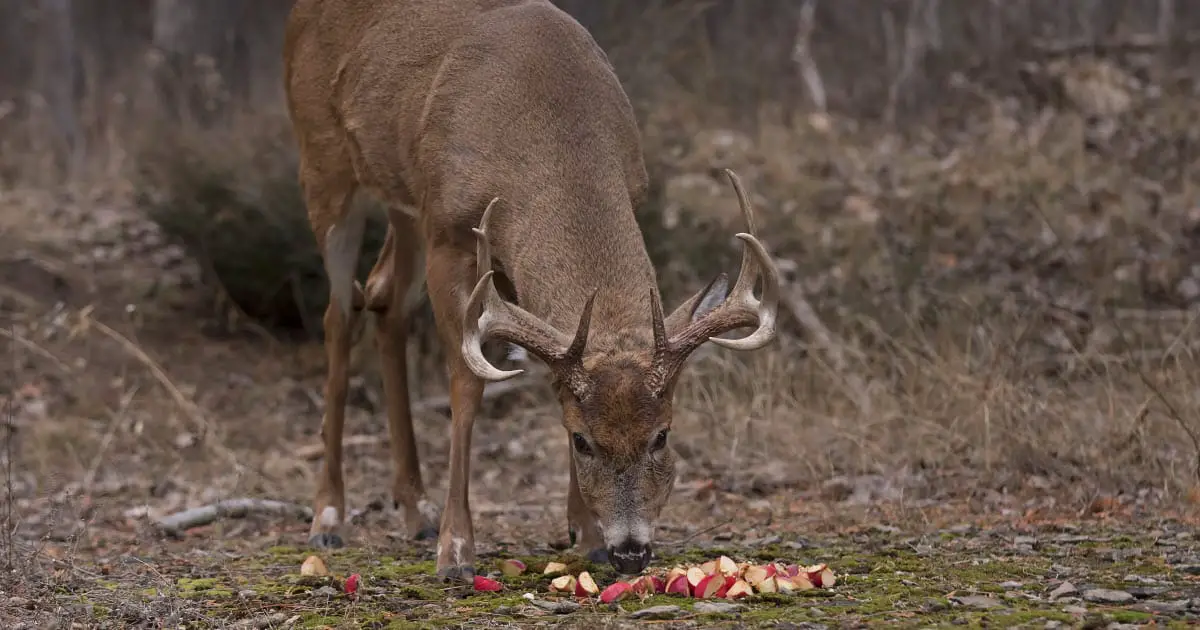 What to feed deals deer