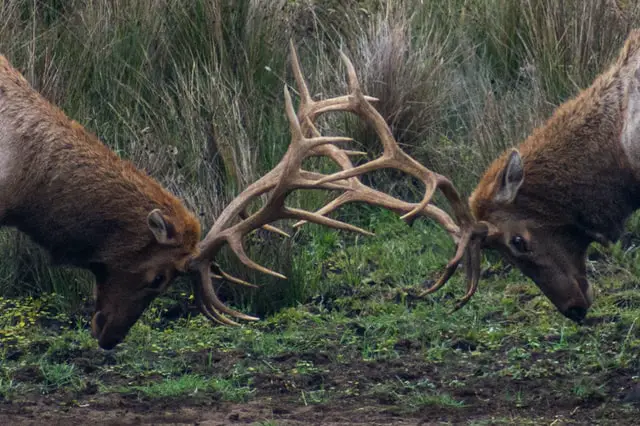 Male Deer Fighting One Another with Antlers