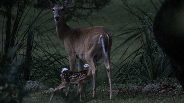 Mother Deer Nursing its Fawn After Giving Birth