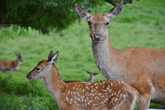 Mother Deer with Fawn