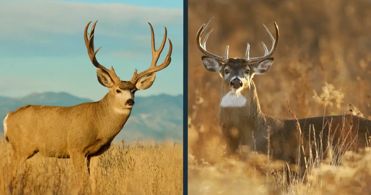 Mule Deer vs Whitetail Deer Comparison [Differences] | World Deer