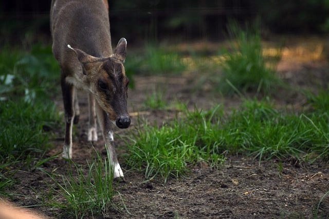 Muntiacus reevesi - Reeves Muntjac