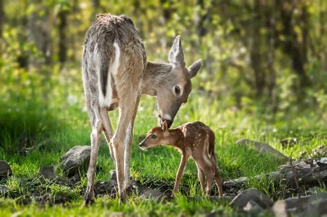 Newborn Fawn with Mother