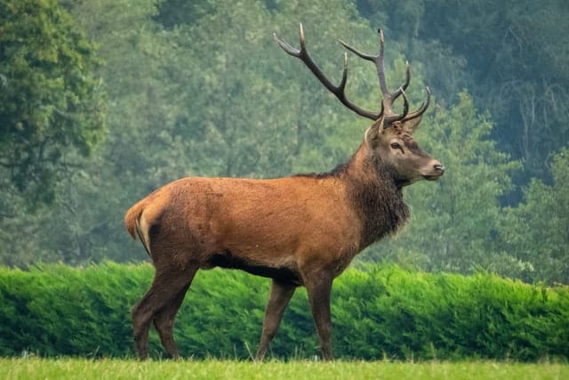 red elk animal japan