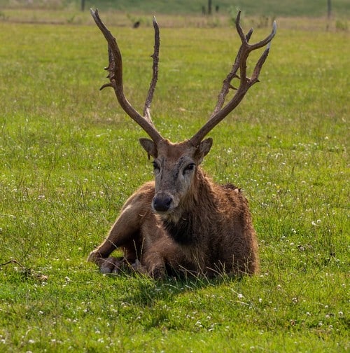 Pere David's Deer