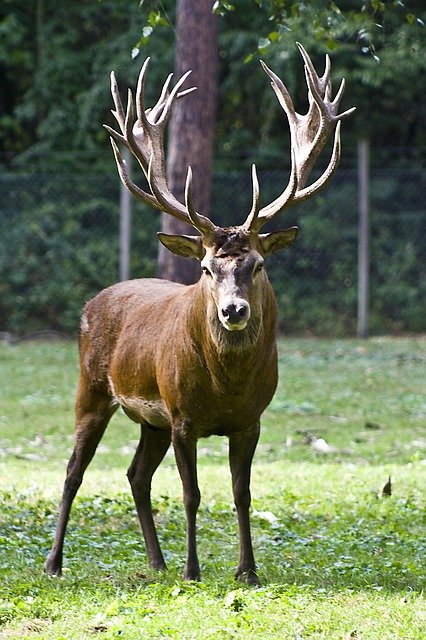 Red Deer Antlers