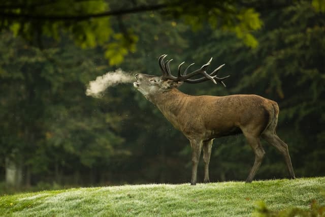 Red Deer Bellowing