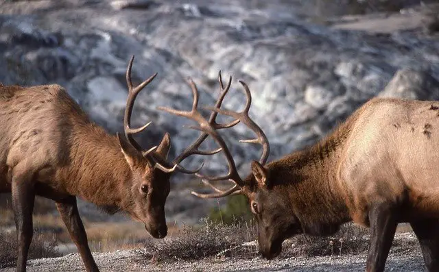 Red Deer Rut & Mating Season