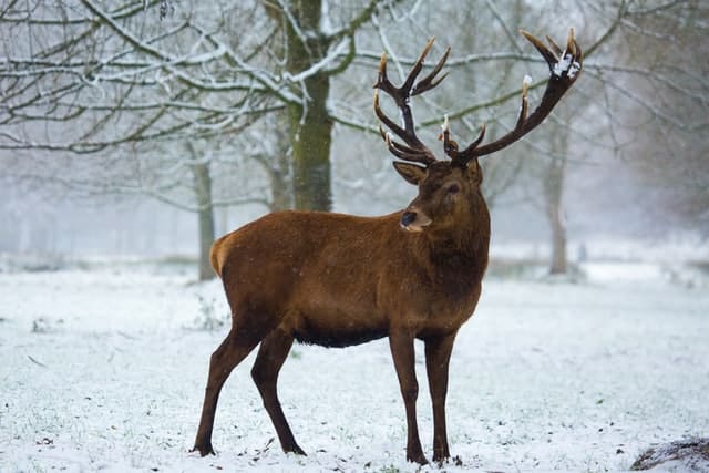 Red Deer Stag