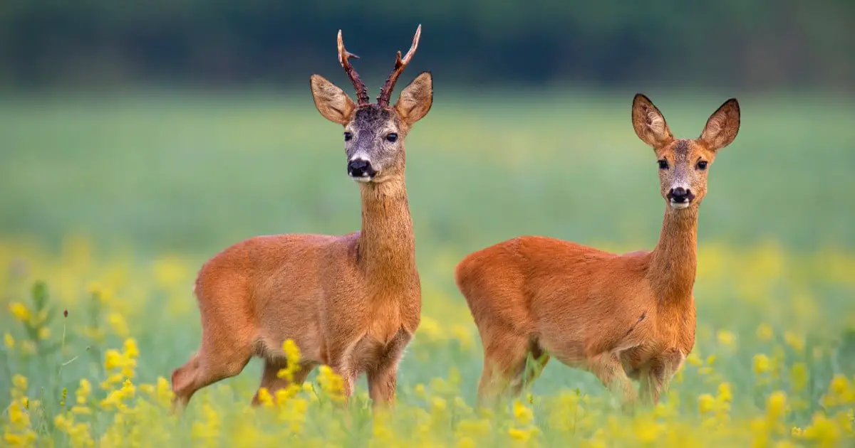 Roe Deer Information & Facts | Capreolus capreolus - World Deer